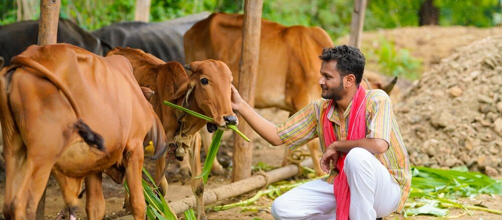 बछड़ों की देखभाल
