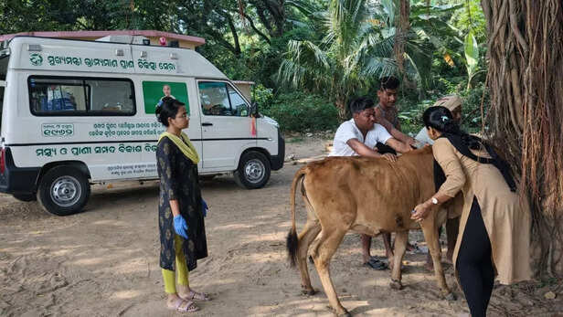 चिकित्सा सेवा